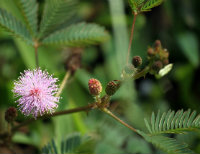 Mimosa Pudica flower and leaves